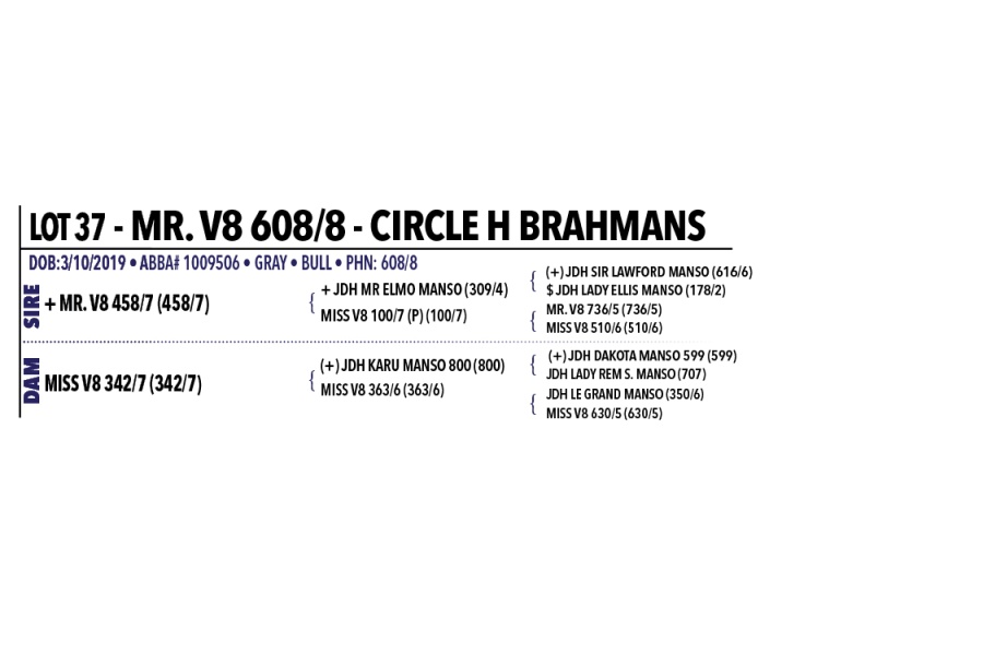 LOT 037 - MR. V8 608/8