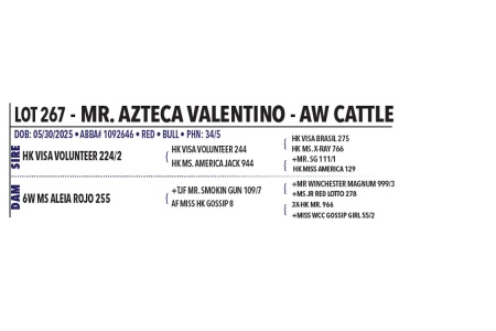 LOT 267 - MR. AZTECA VALENTINO
