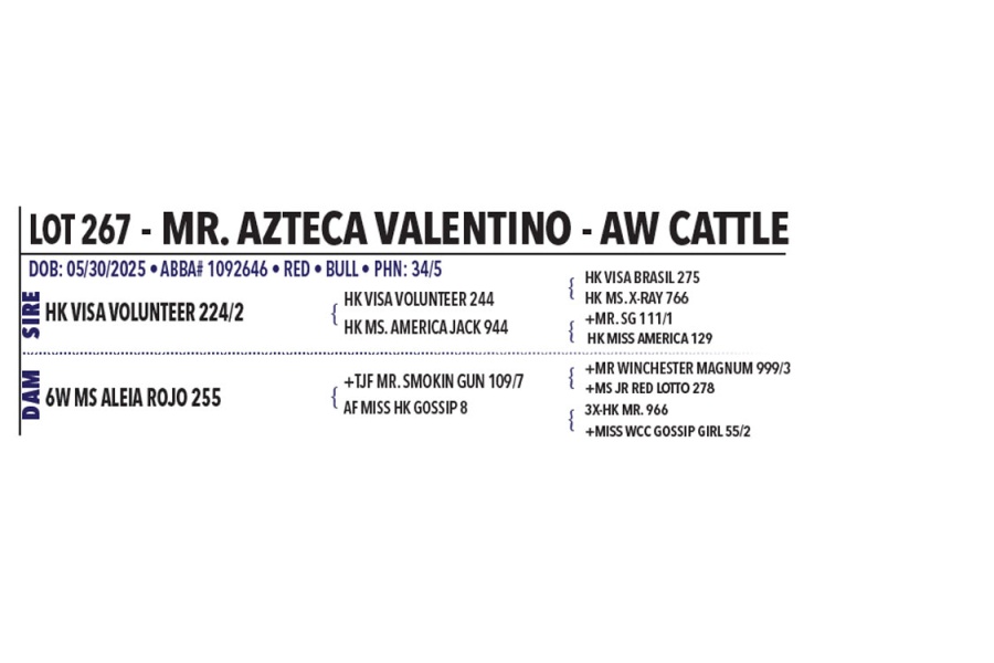 LOT 267 - MR. AZTECA VALENTINO