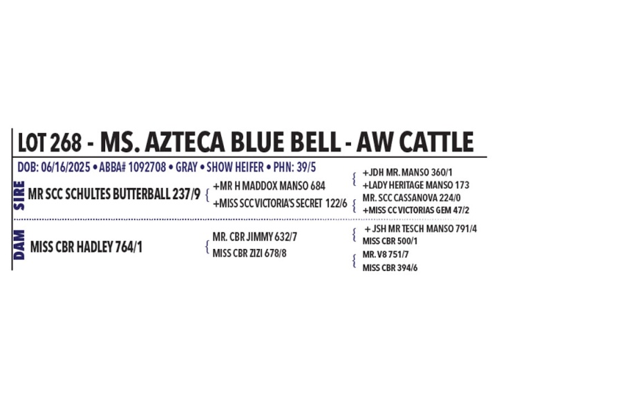 LOT 268 - MS. AZTECA BLUE BELL