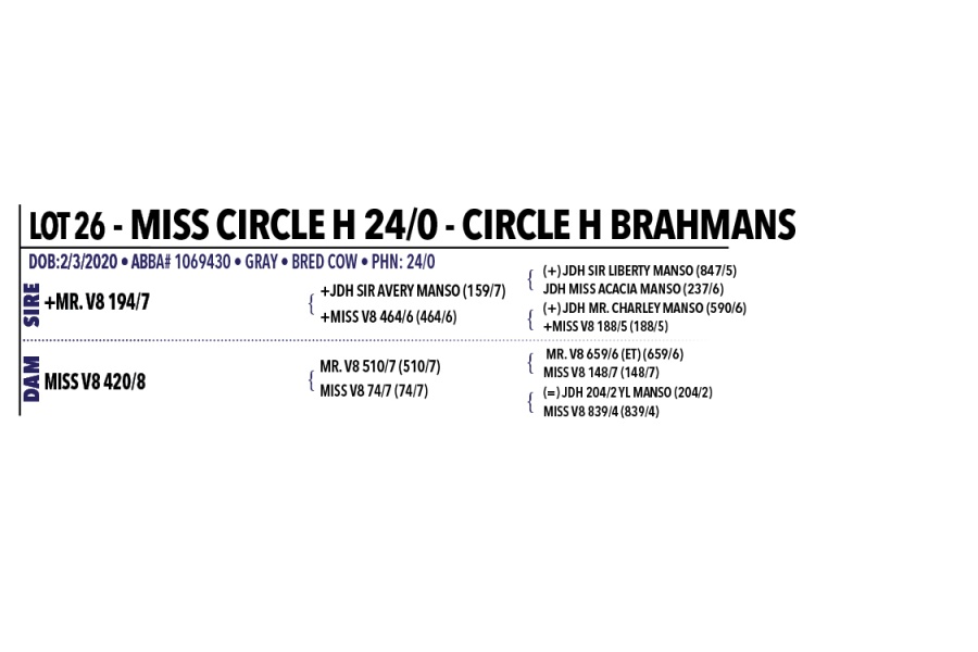 LOT 026 - MISS CIRCLE H 24/0