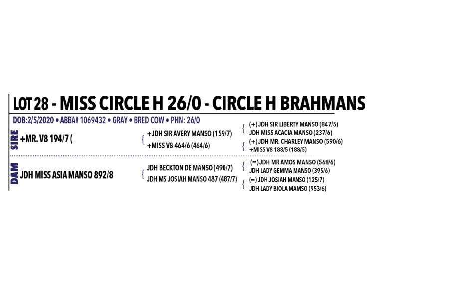 LOT 028 - MISS CIRCLE H 26/0