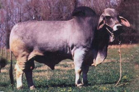 +JJ DIDOR ESTO 204/2 SEMEN PACKAGE - USA ONLY