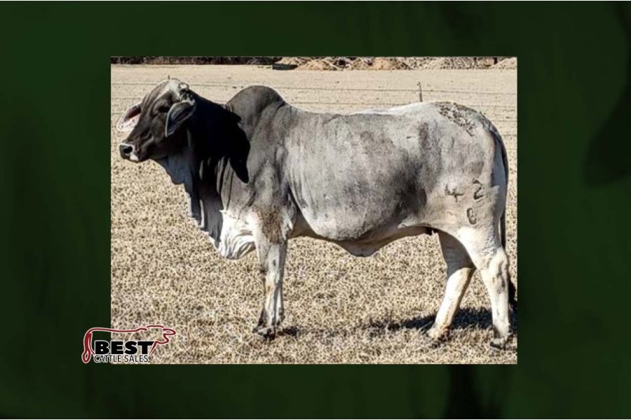 LOT 101 - MISS TRIPLE E BLACKIE 42/8 / LOT 100 - MISS TRIPLE E 14/4 CHOICE OR 2X THE MONEY