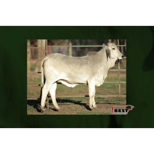 LOT 075 - LEE'S MISS BLAKELY MANSO 95/0