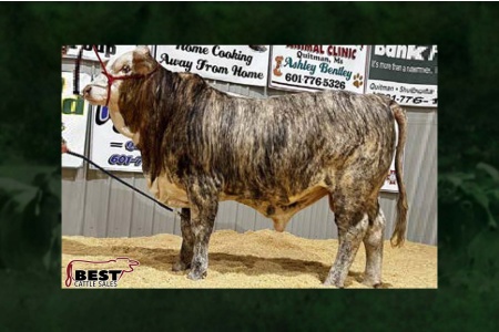 LOT 160 - GOLDEN CERTIFIED TIGER STRIPE BULL