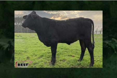 LOT 180 - 1/2 BRAHMAN X 1/2 HOLSTEIN OPEN HEIFER