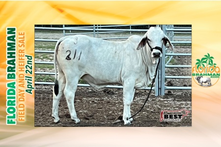 LOT 12 - LADY BAX MANSO KC484 - 211