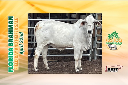 LOT 11 - GH DOC JR'S AGGIE 450 KCC 21