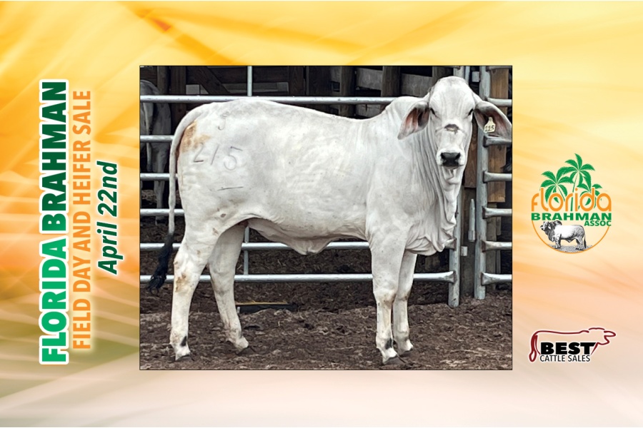 LOT 11 - GH DOC JR'S AGGIE 450 KCC 21