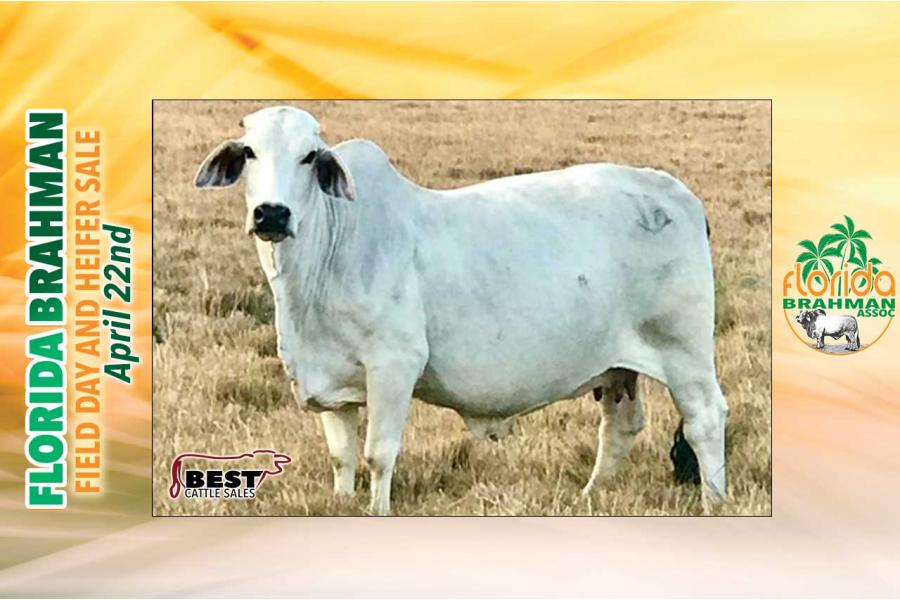 LOT 19 -  KT RISSO ABLE EMPRE 718 X AT LADY PAIGE IMPERATOR 105 - EMBRYO PACKAGE