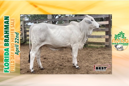 LOT 06 - GB MS DUBO'S ESTO 867