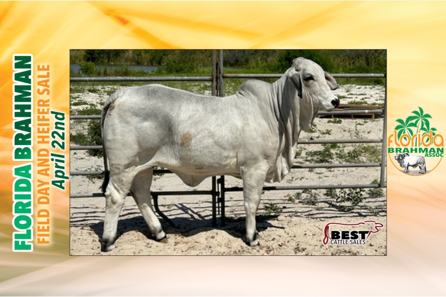 LOT 08 - K BRAND MS 55/2