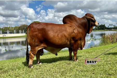 LOT 20 -  MR. HEART 02/20 - 3 STRAW SEMEN PACKAGE