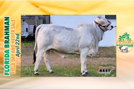 LOT 07 - PEC MS. PRINCESS MANSO 2/1