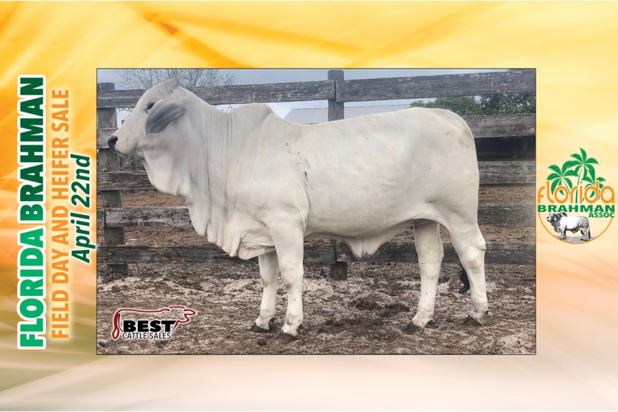 LOT 13 - DEP MISS OSCEOLA MANSO 23/1