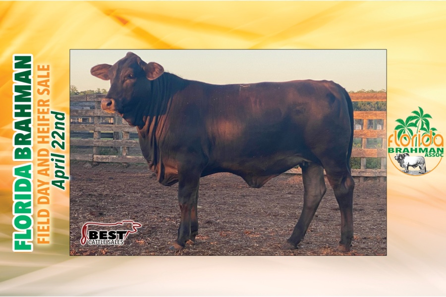 LOT 14 - INFO COMING SOON