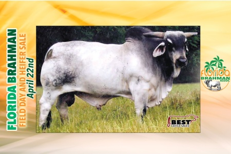 LOT 17 -  +JDH MR MANSO 236/3 X UF MISS GATOR 216-0312 P - EMBRYO PACKAGE