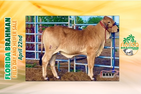 LOT 10 - MISS WARD 83 MARGARITA