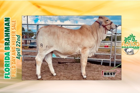 LOT 09 - MISS WARD 81  PENNY