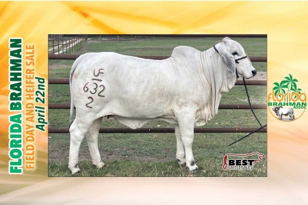 LOT 01 - UF MISS GATOR 222-0632