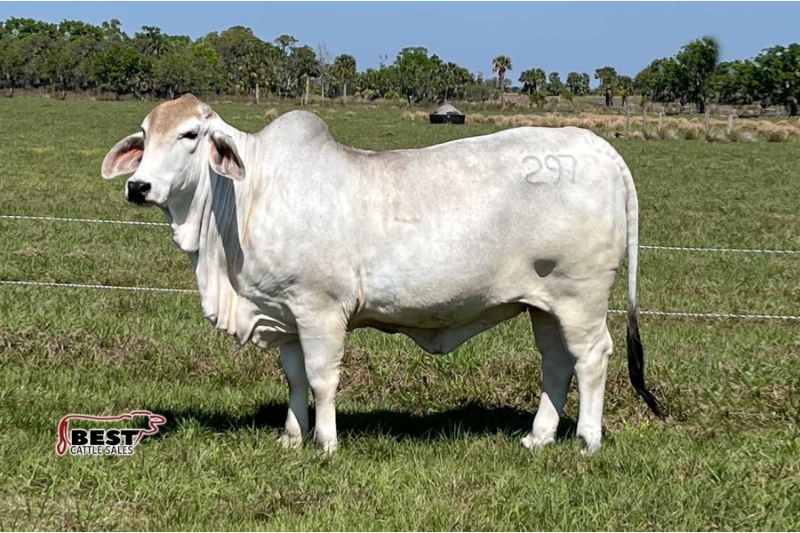 LOT 02 - NC GLAMOUR GIRL 297 (P)
