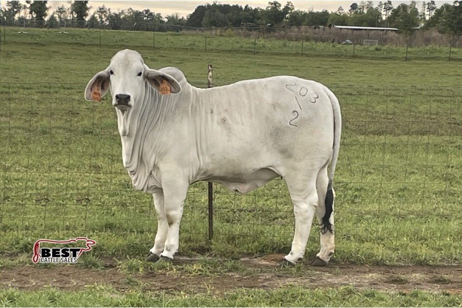 LOT 03 - FF EMPREX LADY PRIDE 203/2