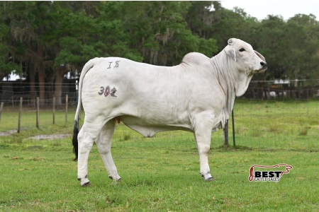 LOT 04 - IS MISS CHARLENE 302