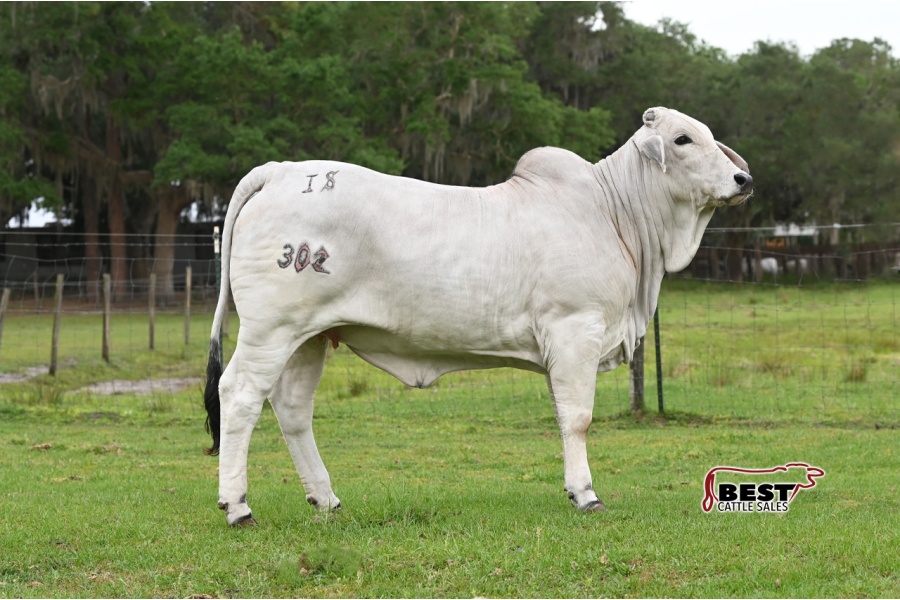 LOT 04 - IS MISS CHARLENE 302