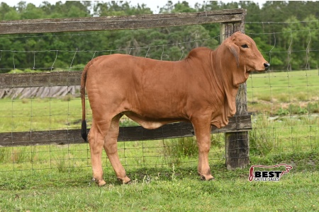 LOT 05 - 4N MISS 623 (P)