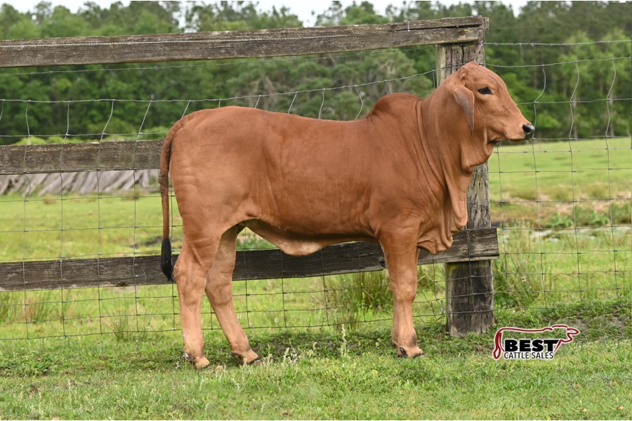 LOT 05 - 4N MISS 623 (P)