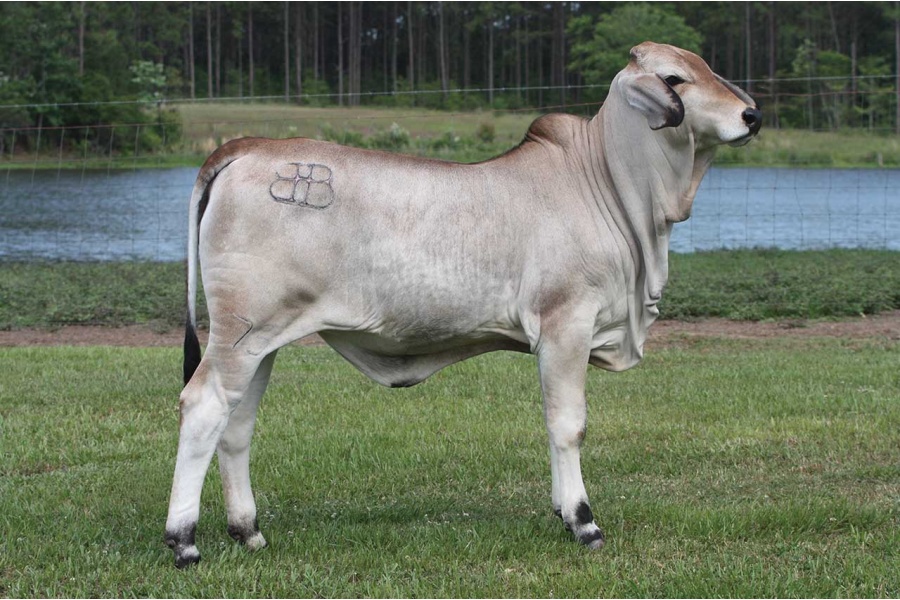 LOT 12 - MISS GRETCHEN BAKER 75