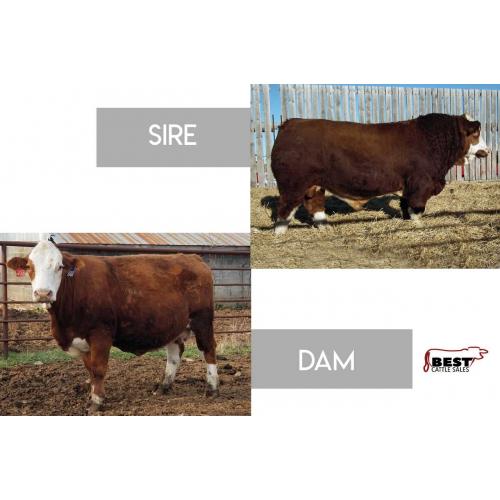LOT 24 - DOUBLE BAR D RIVAL 201A  x JS XMN PANZUES Z223 203 - EMBRYO PACKAGE