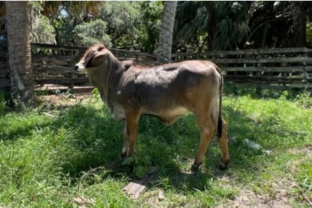 LOT 10 - BISHOP MS. HERSHEY 39