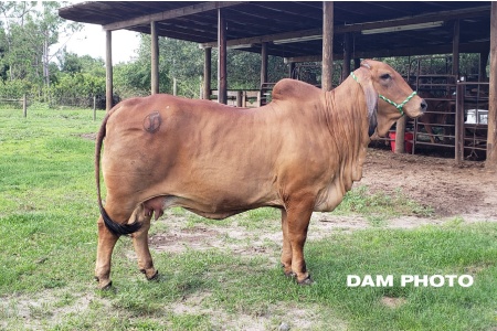 LOT 24 - CT MS TO RHINEAUX 9/14 x +MR WINCHESTER MAGNUM 999 - (3) THREE CONVENTIONAL EMBRYOS