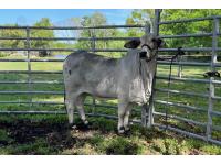 LOT 07 - DTC MISS POLLED PEARL (P)