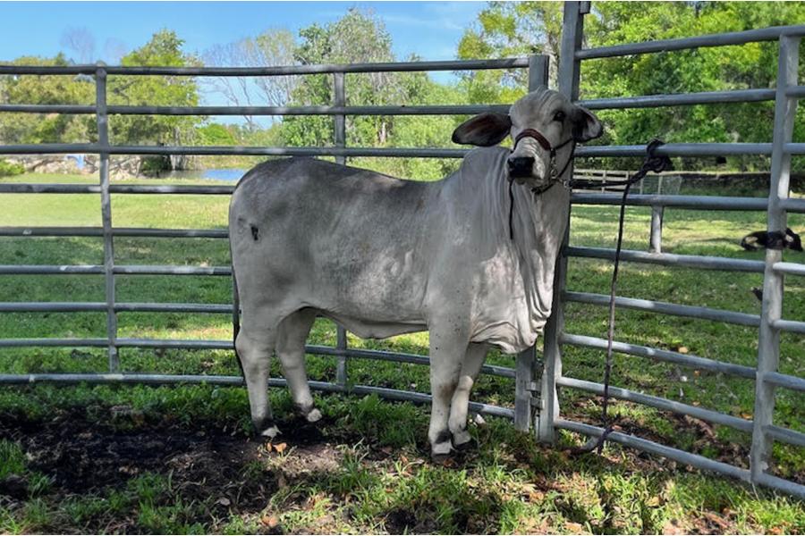 LOT 07 - DTC MISS POLLED PEARL (P)