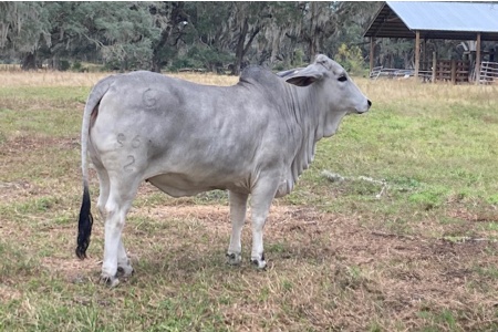 LOT 02 - GB MS DUBOs ESTO 867