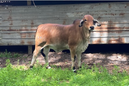 LOT 06 - GB Miss 890/3