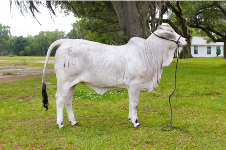 LOT 05 - HF5 MISS SASSY 114