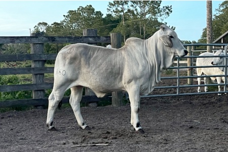 LOT 08 - JD MS LOXY 160