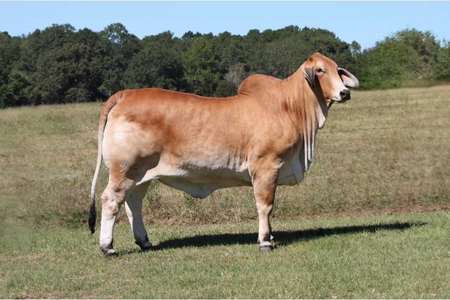 LOT 20 - LEE'S MISS LUCY MANSO (P) - IVF Aspiration
