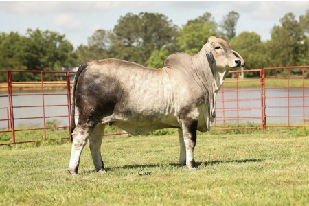 LOT 19 - LEE'S MISS NICOLE MANSO 106/0 - IVF Aspiration