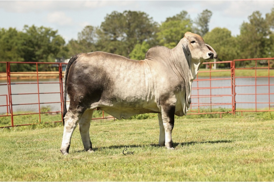 LOT 19 - LEE'S MISS NICOLE MANSO 106/0 - IVF Aspiration