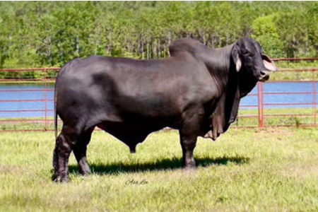 LOT 21 - LMC LF Polled Spartan 194/7 (P)- (10) TEN STRAW CONVENTIONAL SEMEN PACKAGE