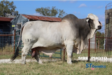 LOT 23 - MR KALLION 1352 x UF MISS GATOR 219-0527 - (3) THREE FEMALE SEXED EMBRYOS