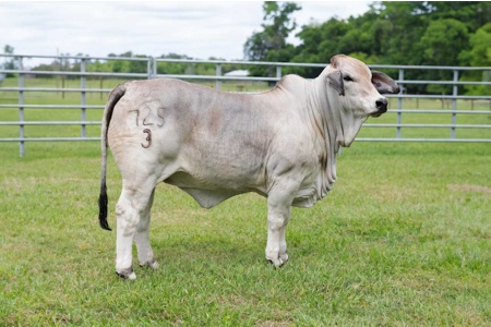 LOT 01 - UF MISS GATOR 725/3