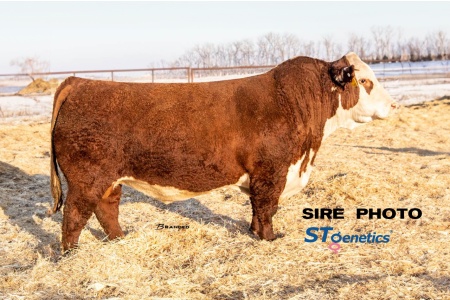 LOT 18 - TH MASTERPLAN 183F x 	BK 812 0f 446-418 (3) THREE CONVENTIONAL EMBRYOS