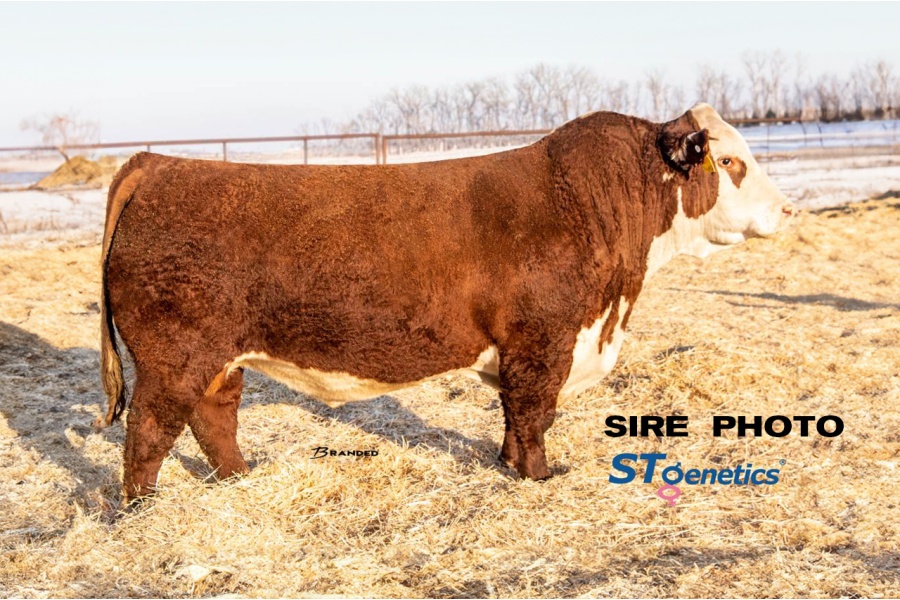 LOT 18 - TH MASTERPLAN 183F x 	BK 812 0f 446-418 (3) THREE CONVENTIONAL EMBRYOS