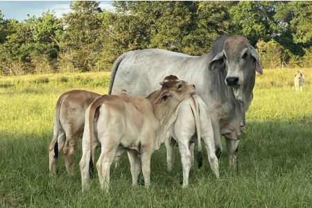 LOT 27 - MR. NOBLE 5/7 - (5) FIVE STRAW CONVENTIONAL SEMEN PACKAGE